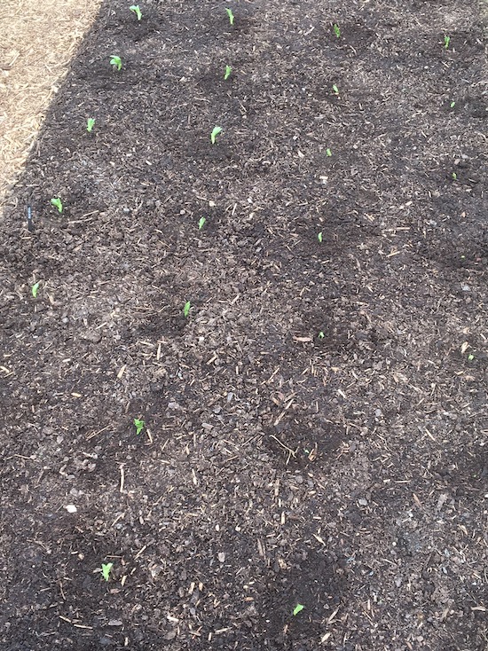 After she transplanted the broad beans