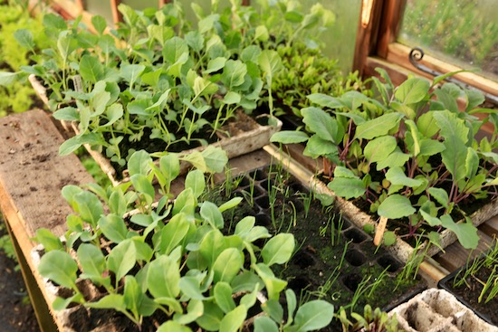 Brassica transplants are ready to go out