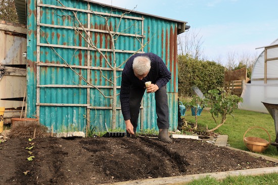 I am sowing carrots in a drill made by hand