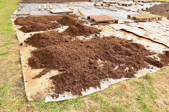 Cardboard with compost over