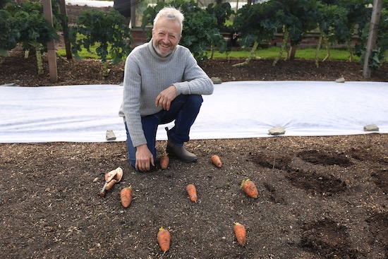 Oxhella carrots for seed and ready to plant
