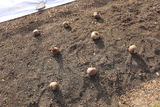 Ready for beetroot planting to grow seed