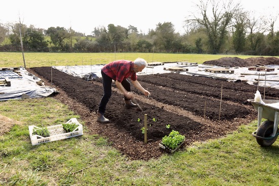 First planting on the new land