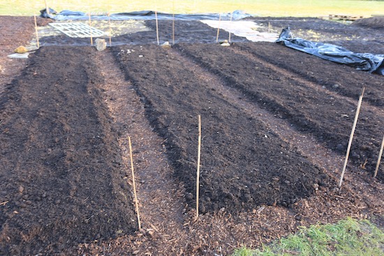New beds could be planted now, or wait