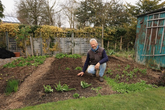 Beside a new carrot sowing in the small garden