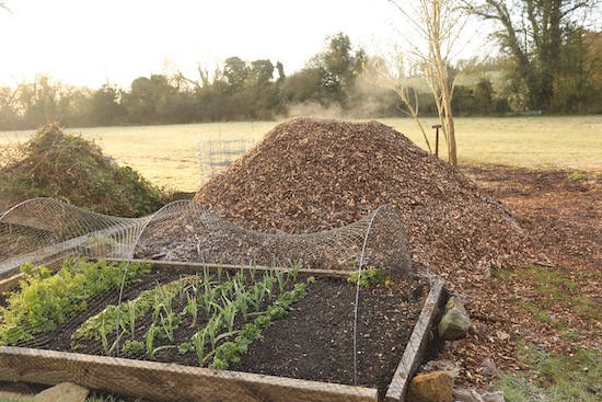 Recently delivered and still steaming pile of woodchip