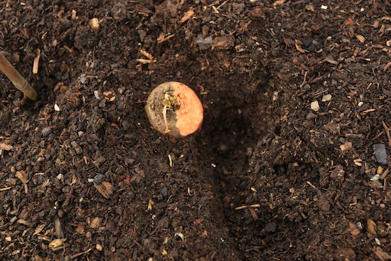 Damage from rabbits finding the carrots