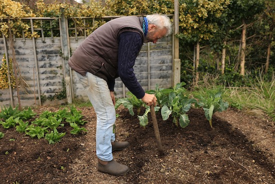 Dibbing holes for transplants