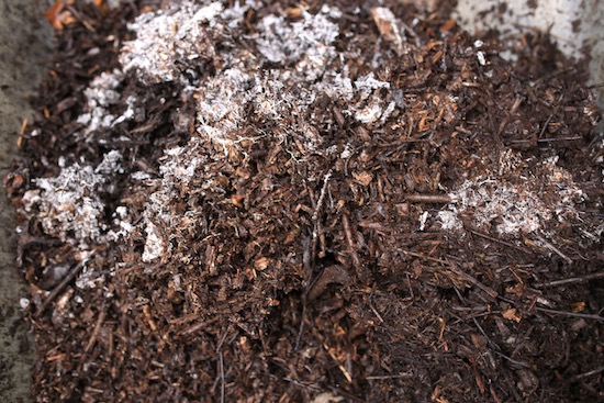 Year old wood has lovely mycelial threads