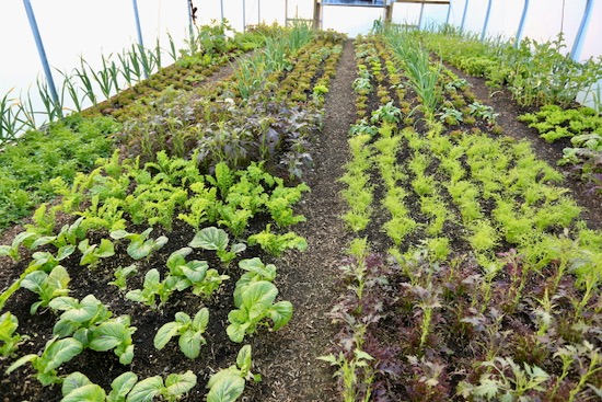 eight month old salad plants polytunnel