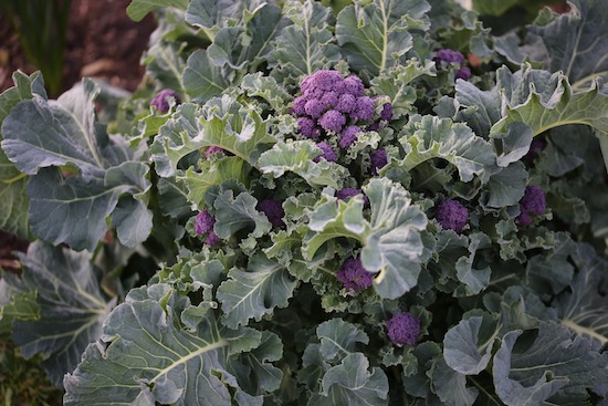 Spring sprouting broccoli