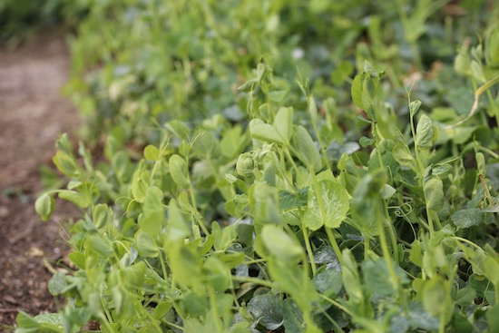 Pea Tall Sugar sown October has cropped all winter for shoots