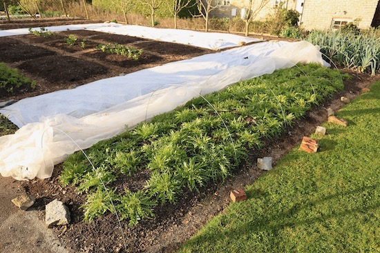 wild rocket 8 weeks transplanted