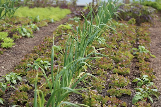 polytunnel garlic and lettuce in spring