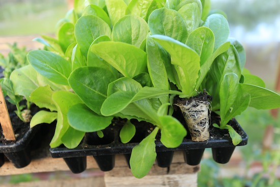 strong roots of lettuce in CD60 tray for propagation