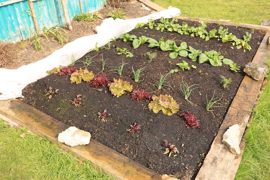 Four week old transplants looking good