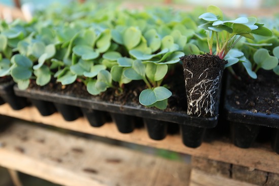 strong roots radish multisown in CD60