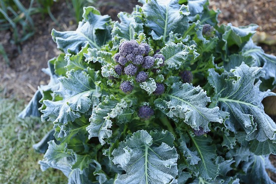 Broccoli survives spring frosts very well