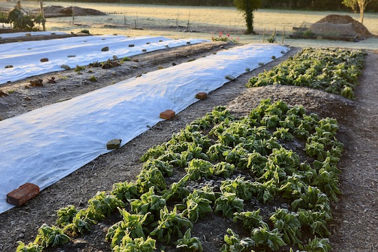 New plantings are under fleece and overwintered spinach is open