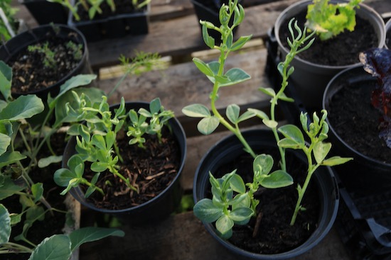 pyralid damage? mushroom left and green waste right