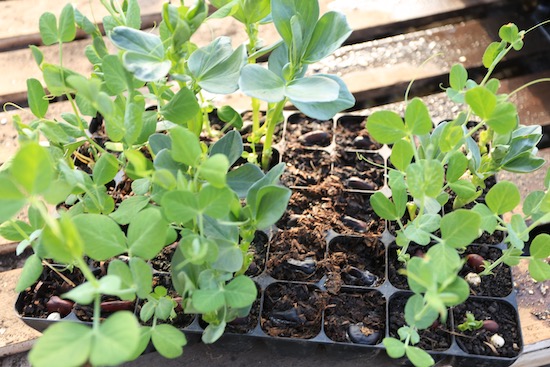 Variable growth in different composts