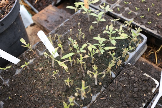 Tomato seedlings singed by ammonia gases