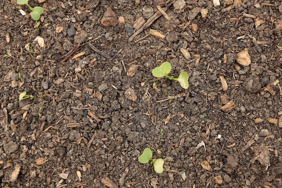 New radish leaves damaged by frost