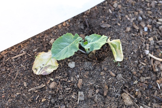 Belstar broccoli transplanted 16 days