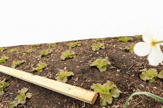 batten to hold fleece for frost protection over lettuce