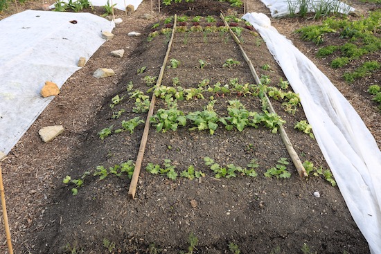 Same bed 14th April, some growth