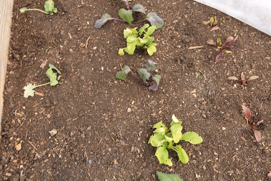 Frost damage/singe on broccoli, radish (not kohlrabi) leaves where touching fleece