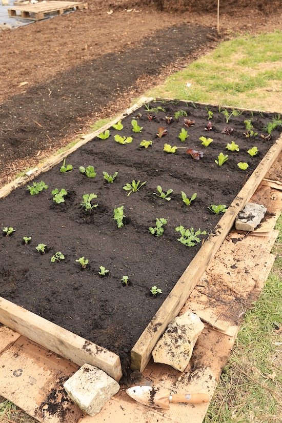 New bed all planted, with potatoes this end and carrots sown middle