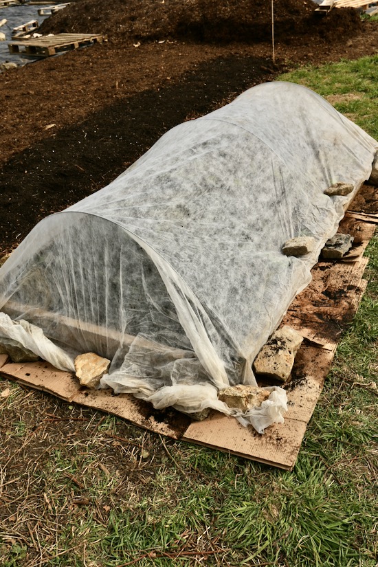 New bed fleeced over with hoops, risky if windy but good if frosty