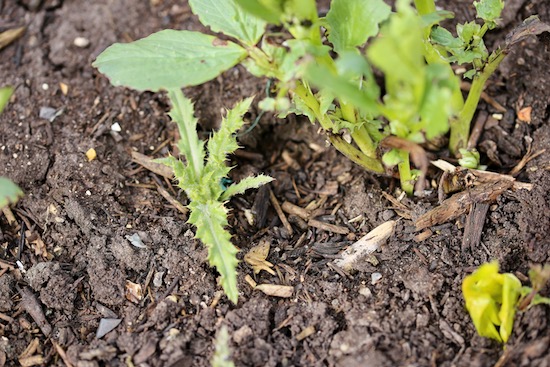 Perennial creeping thistle needs pulling