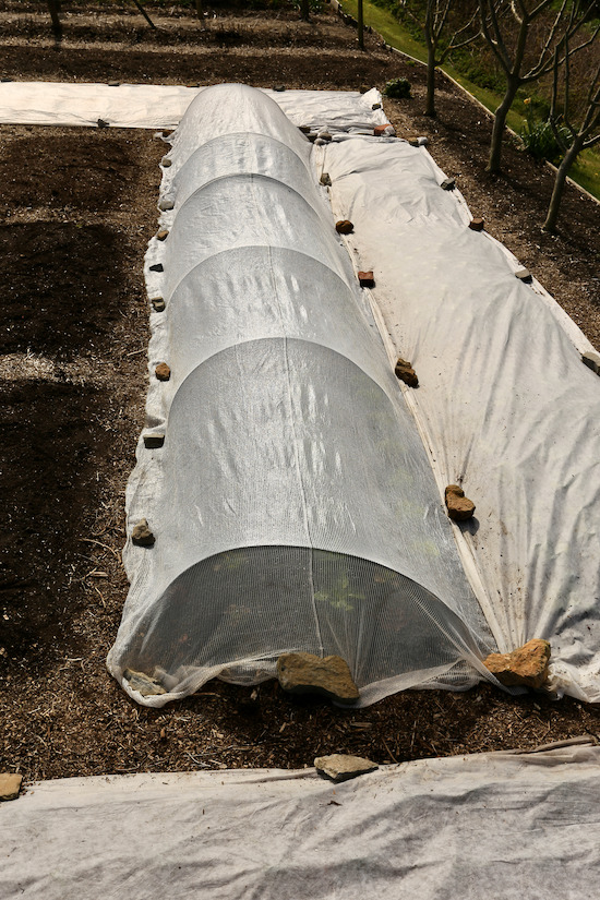 Thermacrop cover over lettuce on steel hoops