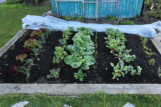 Strong growth near to a building keeping it less cold