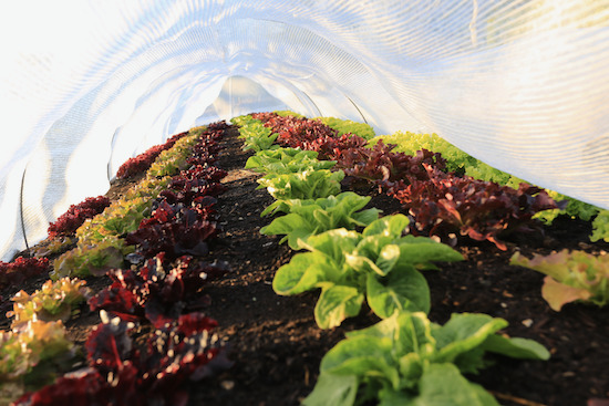 Lettuce under cover, sixth year same bed