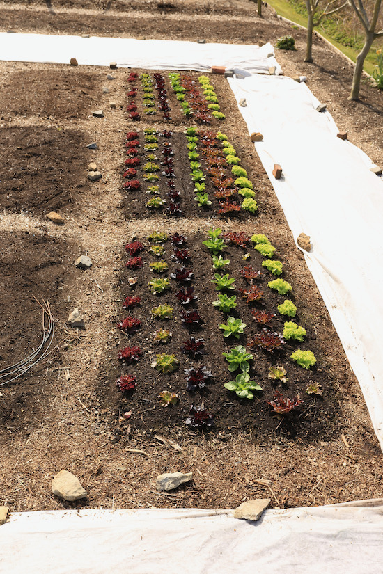 Lettuce after 4 weeks in the ground, with fleece on top