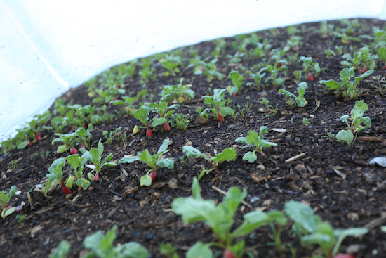 Radish almost ready 34 days, carrots are slow, under cover and intersown