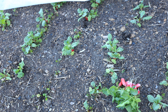 First radish harvest 34 days, still small