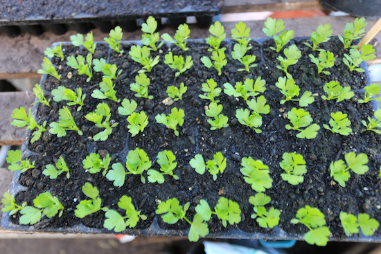 The same tray of celery Victoria, 13 days later