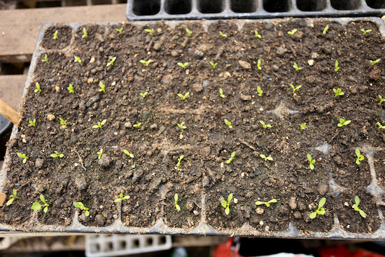 Celery seedlings were pricked out eight days earlier