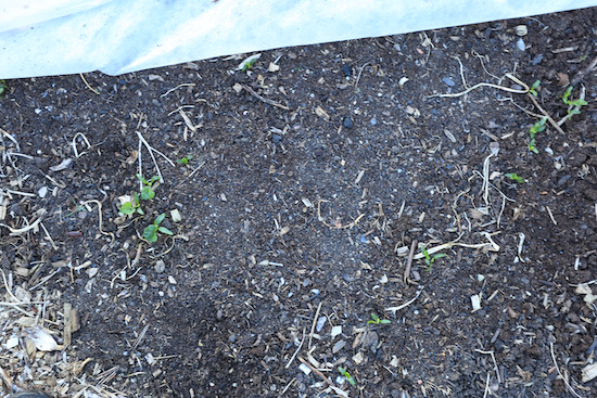 Direct sown parsnips emerging, 37 days since sown