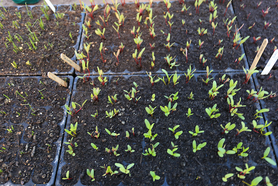 Chard seedlings multisown with two or three seeds per cell
