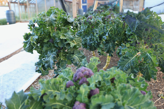 10 month old broccoli plant has overwintered, cropping April