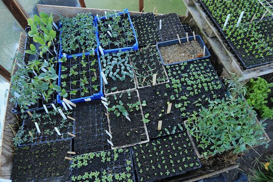 Plants on the hotbed include cucurbits