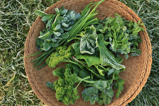 Frozen leaves for salad include spinach, chives, chervil