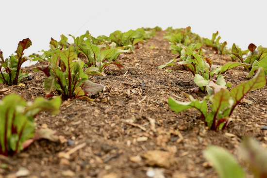 Boltardy beetroot tucked under fleece