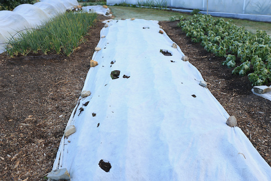 Multisown onions pushing up fleece very slowly