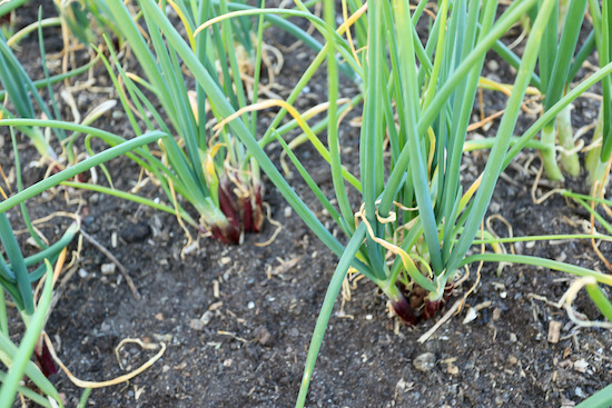 Overwintered Lilia spring onions, 8 months old